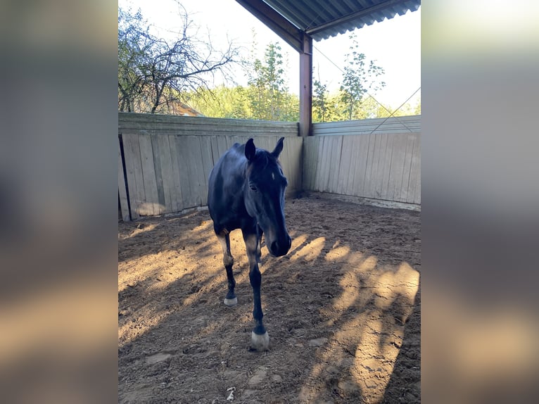 Irish Thoroughbred Gelding 10 years 15,2 hh Black in Steißlingen