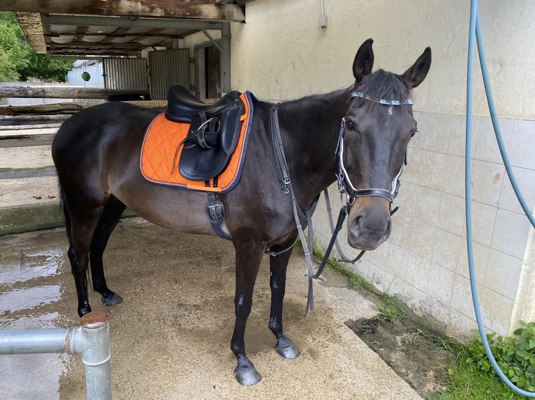 Irish Thoroughbred Gelding 10 years 15,2 hh Black in Steißlingen