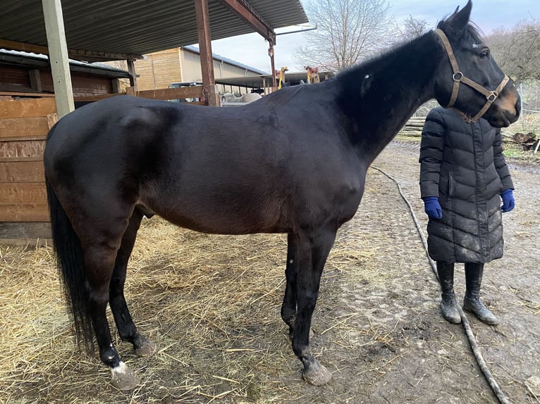 Irish Thoroughbred Gelding 10 years 15,2 hh Black in Steißlingen