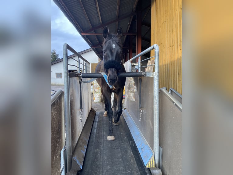 Irish Thoroughbred Gelding 10 years 15,2 hh Black in Steißlingen