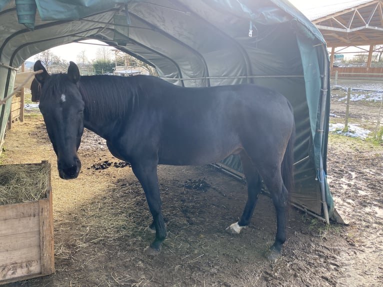 Irish Thoroughbred Gelding 10 years 15,2 hh Black in Steißlingen