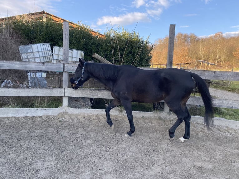 Irish Thoroughbred Gelding 10 years 15,2 hh Black in Steißlingen