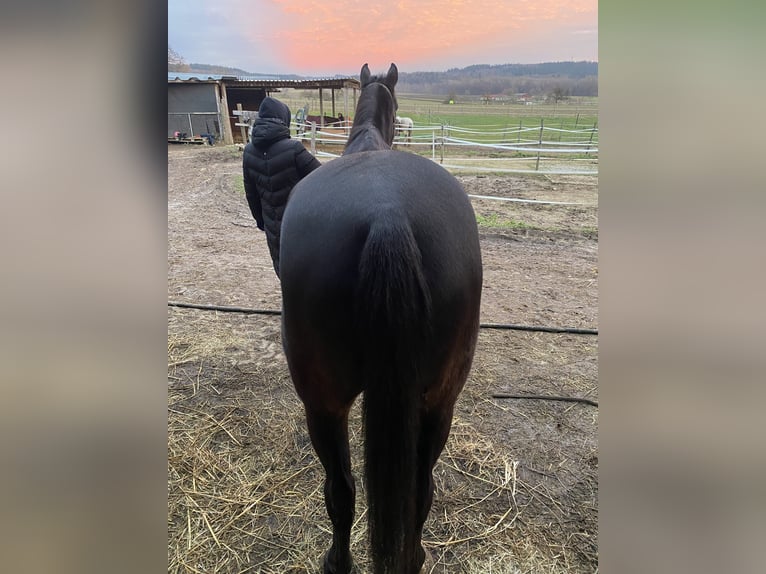 Irish Thoroughbred Gelding 10 years 15,2 hh Black in Steißlingen