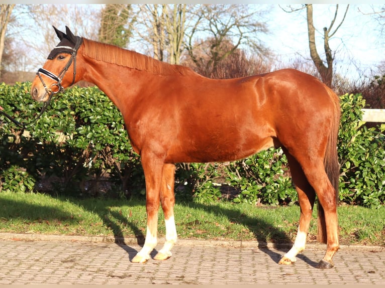 Irish Thoroughbred Gelding 10 years 15,3 hh Chestnut-Red in Selsingen