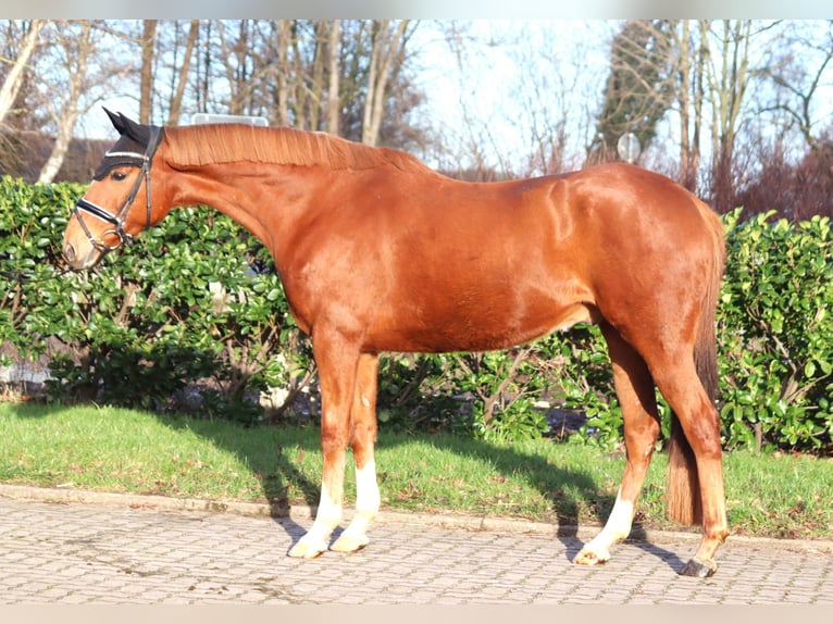 Irish Thoroughbred Gelding 10 years 15,3 hh Chestnut-Red in Selsingen