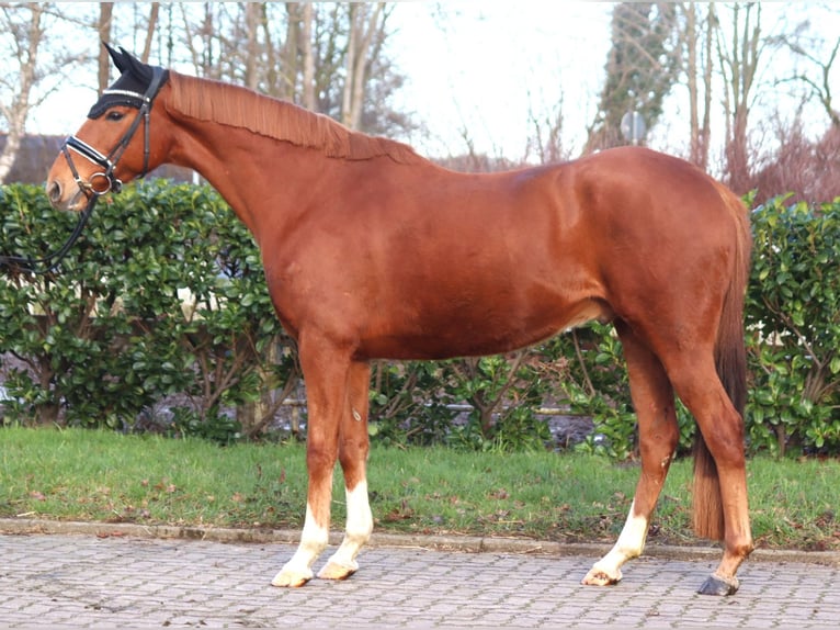 Irish Thoroughbred Gelding 10 years 15,3 hh Chestnut-Red in Selsingen