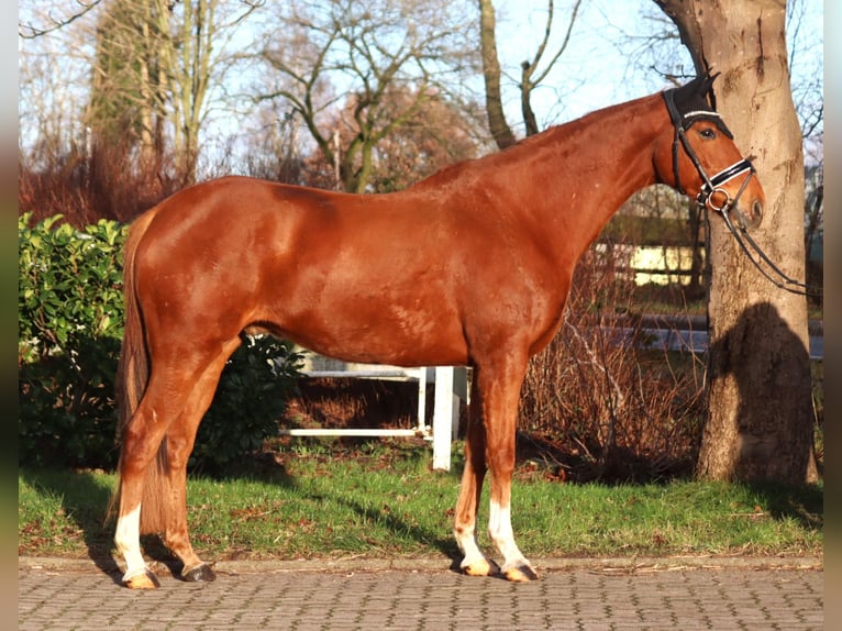 Irish Thoroughbred Gelding 10 years 15,3 hh Chestnut-Red in Selsingen