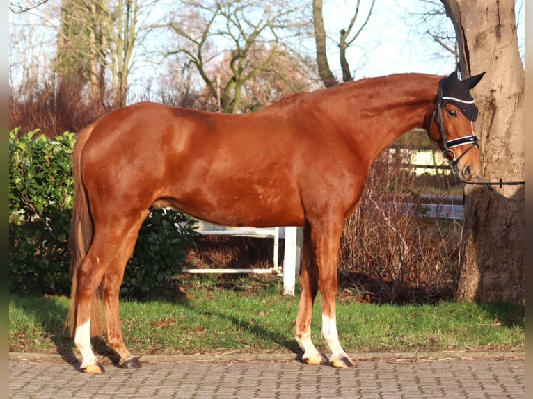 Irish Thoroughbred Gelding 10 years 15,3 hh Chestnut-Red in Selsingen