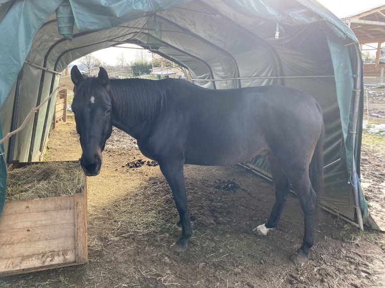 Irish Thoroughbred Gelding 10 years 15,2 hh Black in Stei&#xDF;lingen