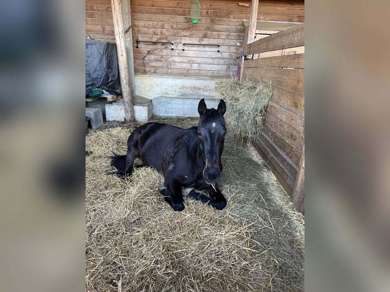 Irish Thoroughbred Gelding 10 years 15,2 hh Black in Stei&#xDF;lingen