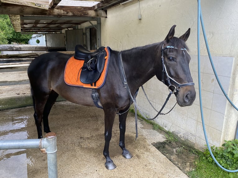 Irish Thoroughbred Gelding 10 years 15,2 hh Black in Stei&#xDF;lingen