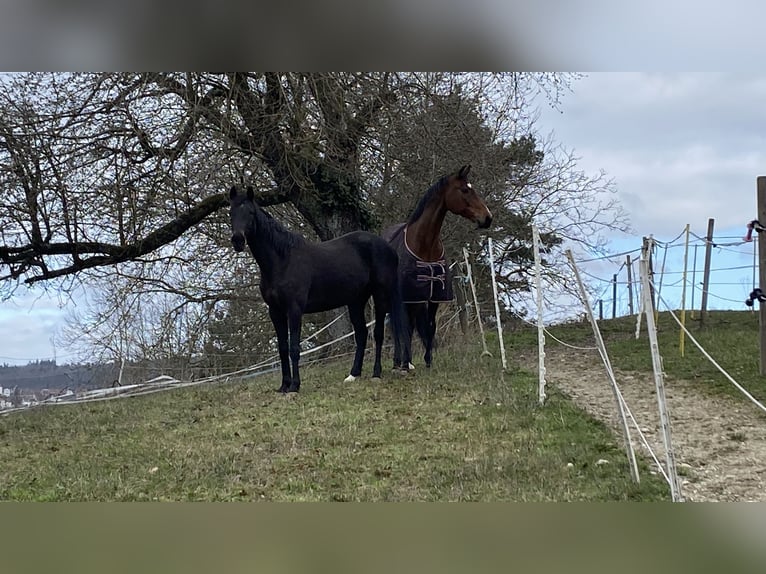 Irish Thoroughbred Gelding 10 years 15,2 hh Black in Stei&#xDF;lingen