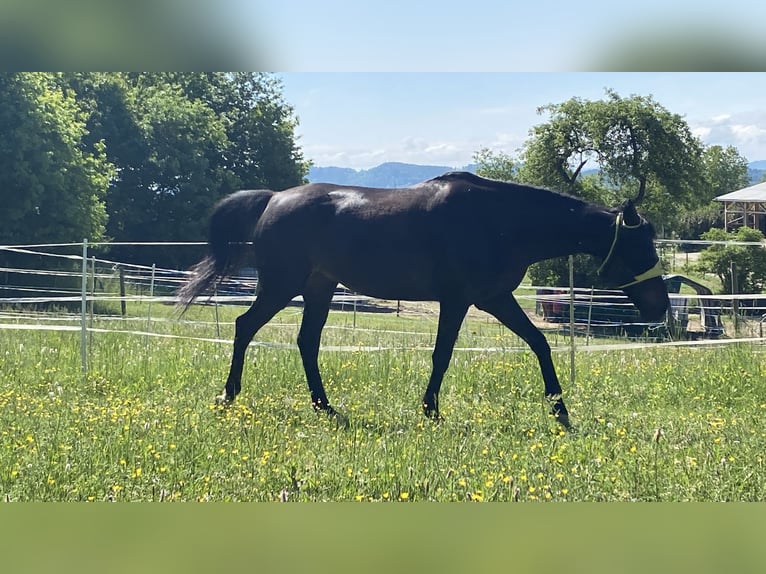 Irish Thoroughbred Gelding 10 years 15,2 hh Black in Stei&#xDF;lingen