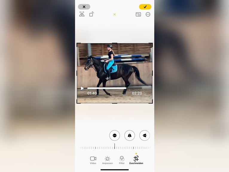 Irish Thoroughbred Gelding 10 years 15,2 hh Black in Stei&#xDF;lingen