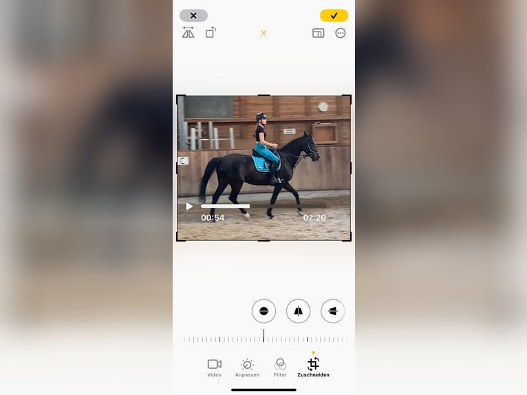 Irish Thoroughbred Gelding 10 years 15,2 hh Black in Stei&#xDF;lingen