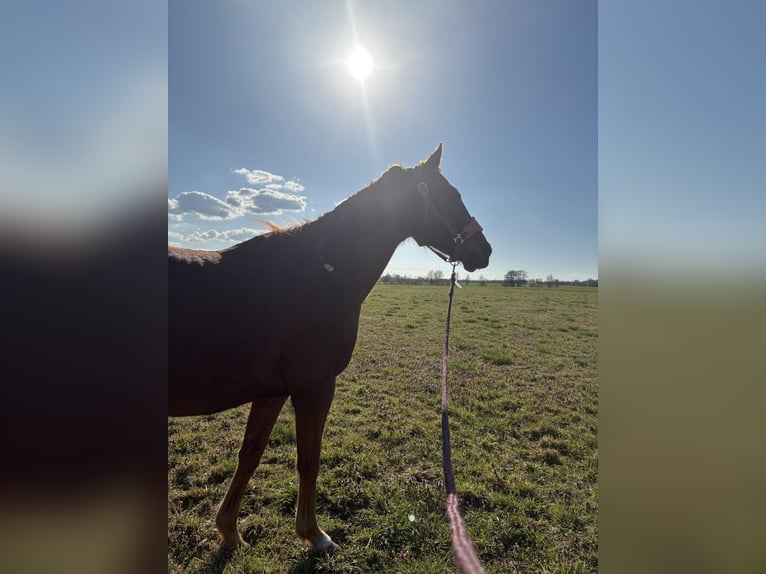 Irish Thoroughbred Gelding 10 years 15,2 hh Chestnut-Red in Berlin