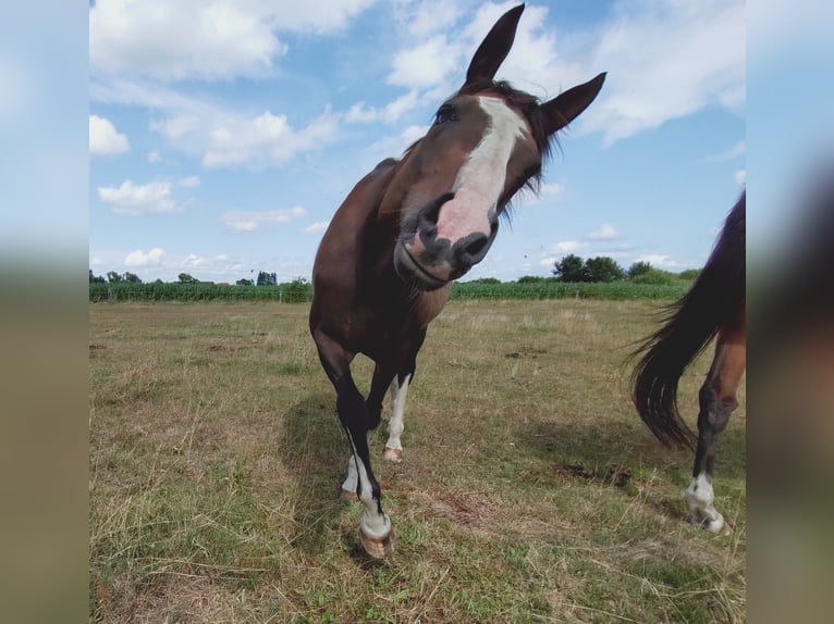 Irish Thoroughbred Gelding 10 years 15,3 hh Brown in Oebisfelde