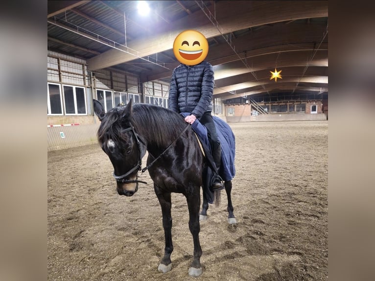 Irish Thoroughbred Gelding 10 years 16 hh Brown in HamburgHamburg