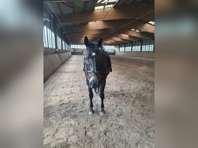 Irish Thoroughbred Gelding 10 years 16 hh Brown in HamburgHamburg