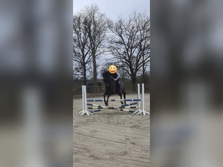 Irish Thoroughbred Gelding 10 years 16 hh Brown in HamburgHamburg