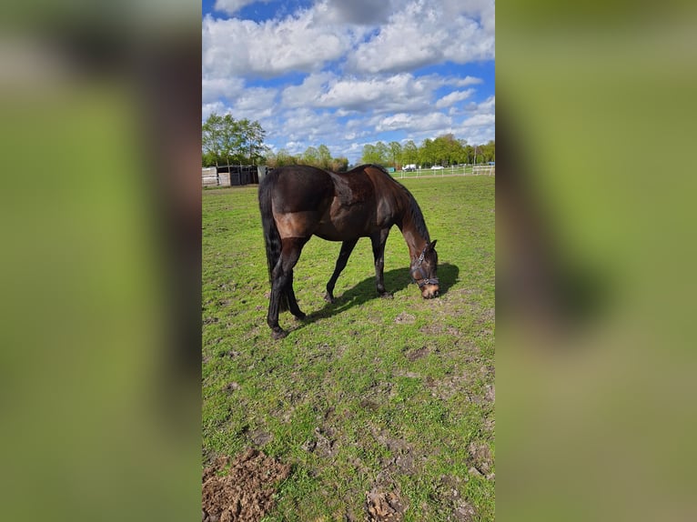 Irish Thoroughbred Gelding 10 years 16 hh Brown in HamburgHamburg