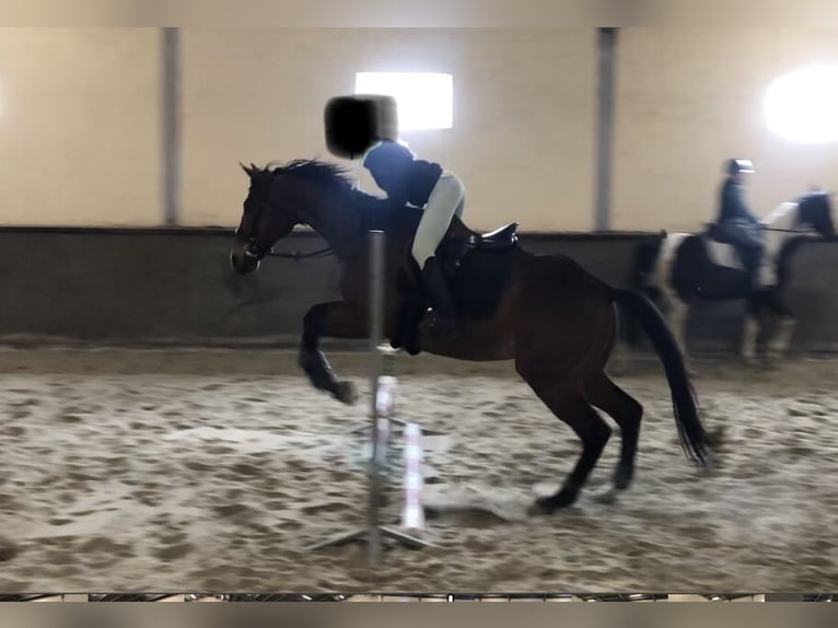 Irish Thoroughbred Gelding 10 years 16 hh Brown in Koekelare