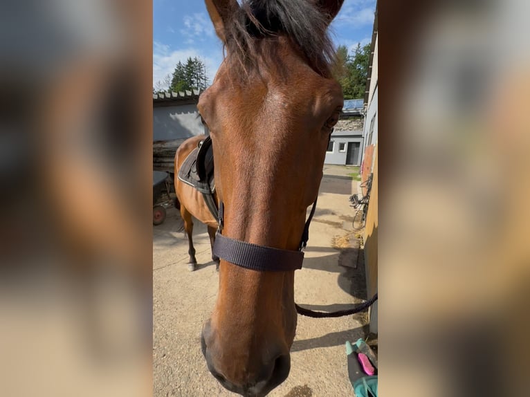 Irish Thoroughbred Gelding 10 years 16,2 hh Brown in Wallmenroth