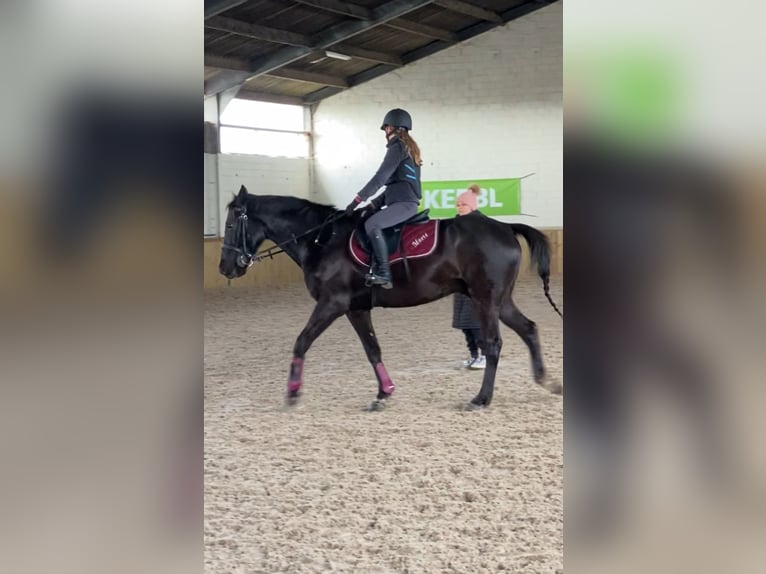 Irish Thoroughbred Gelding 11 years 15,2 hh Black in Bunsbeek