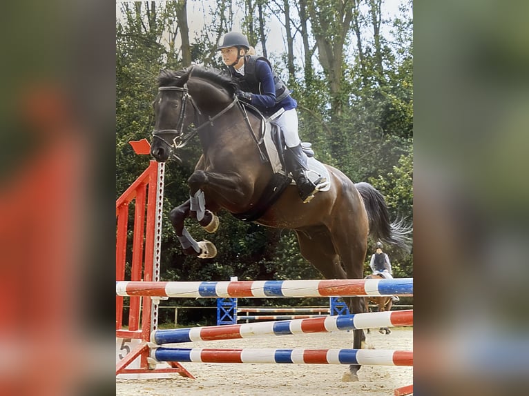 Irish Thoroughbred Gelding 11 years 15,2 hh Black in Bunsbeek