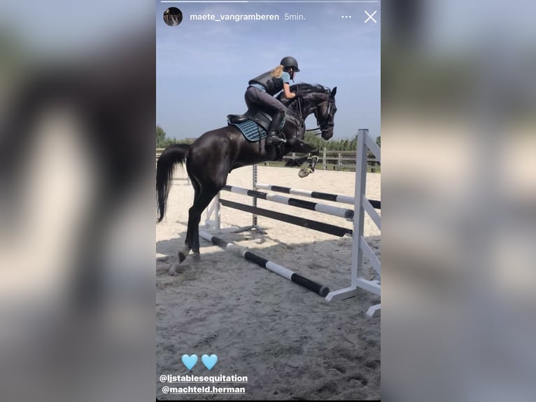 Irish Thoroughbred Gelding 11 years 15,2 hh Black in Bunsbeek