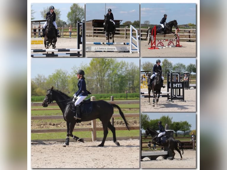 Irish Thoroughbred Gelding 11 years 15,2 hh Black in Bunsbeek