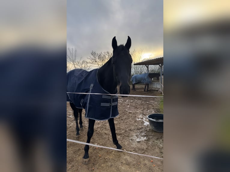 Irish Thoroughbred Gelding 11 years 16,1 hh Black in Weilburg