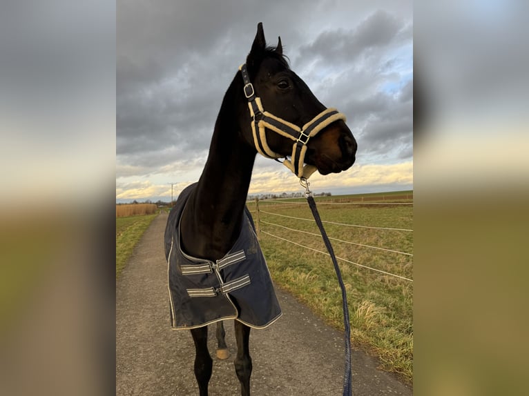 Irish Thoroughbred Gelding 11 years 16,1 hh Black in Weilburg