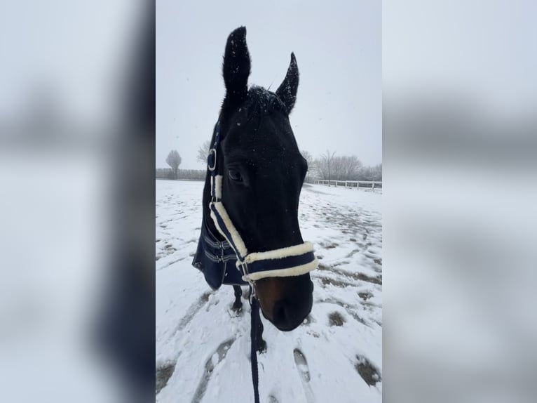 Irish Thoroughbred Gelding 11 years 16,1 hh Black in Weilburg