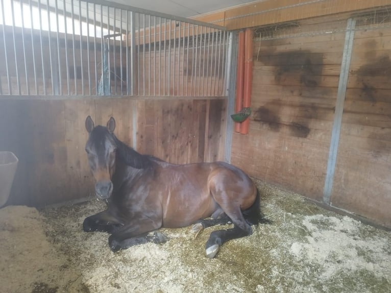 Irish Thoroughbred Gelding 11 years 16 hh Brown in Leiblfing
