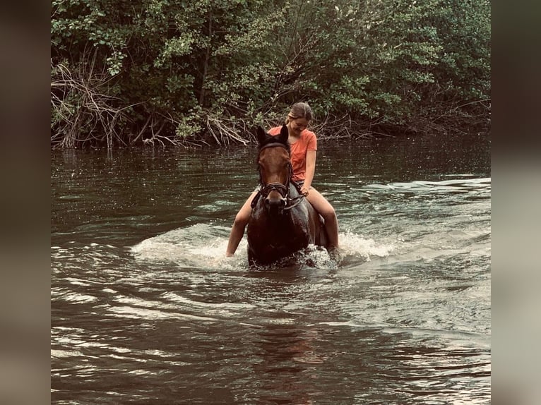 Irish Thoroughbred Gelding 11 years 16 hh Brown in Zele