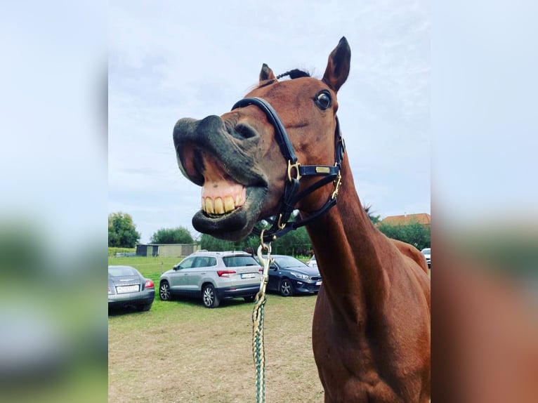 Irish Thoroughbred Gelding 11 years 16 hh Brown in Zele