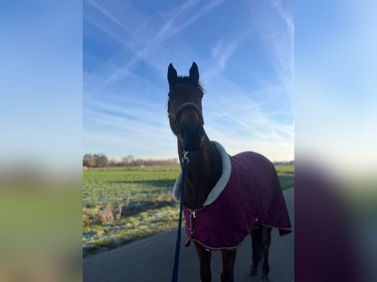 Irish Thoroughbred Gelding 11 years 16 hh Brown in Zele