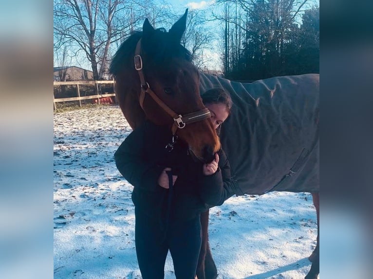 Irish Thoroughbred Gelding 11 years 16 hh Brown in Zele