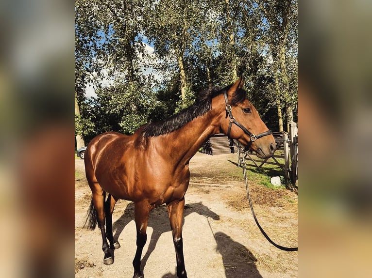Irish Thoroughbred Gelding 11 years 16 hh Brown in Zele