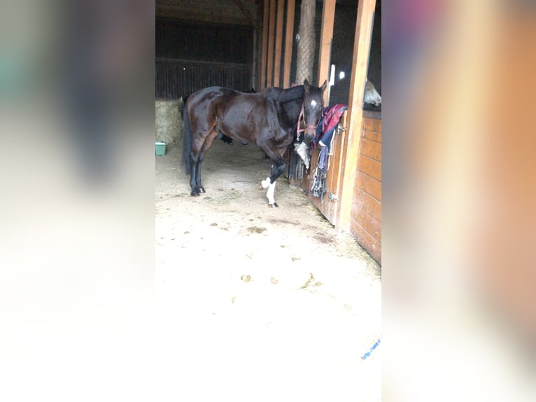 Irish Thoroughbred Gelding 11 years 16,2 hh Bay-Dark in Swisttal