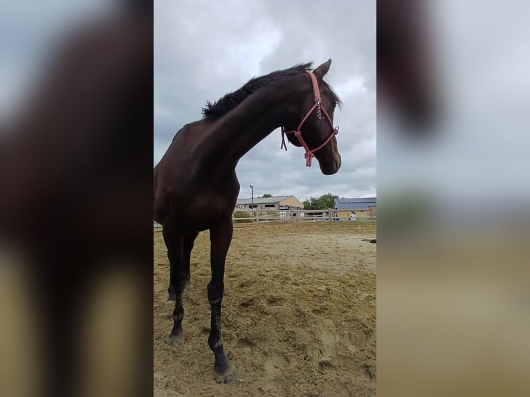 Irish Thoroughbred Gelding 12 years 15,2 hh Bay-Dark in Dendermonde