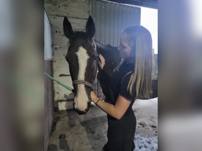 Irish Thoroughbred Gelding 12 years 16,1 hh Brown in Quedlinburg