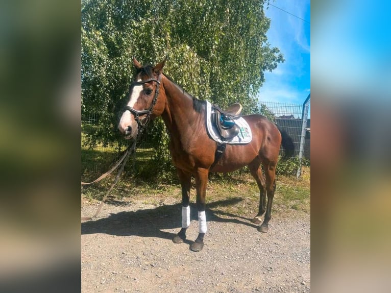 Irish Thoroughbred Gelding 12 years 16,1 hh Brown in Quedlinburg