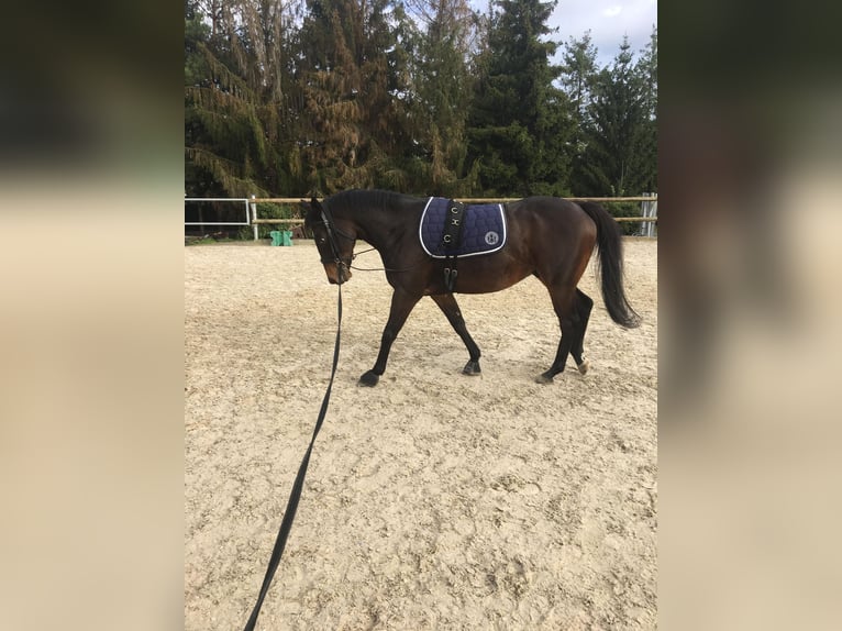 Irish Thoroughbred Gelding 12 years 16 hh Brown in Niffer