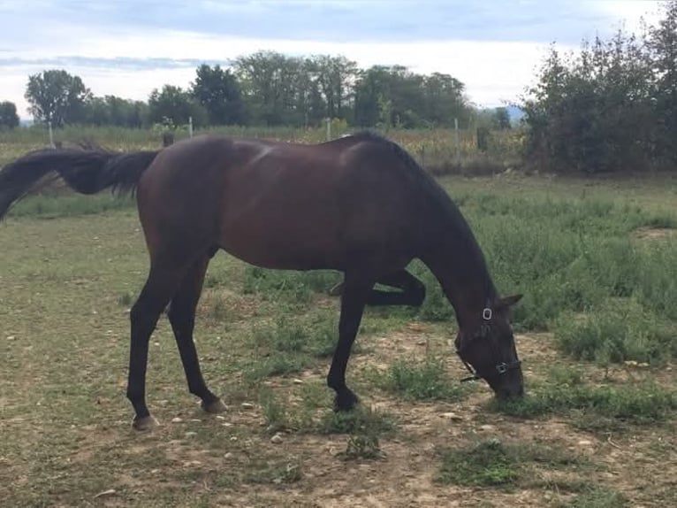 Irish Thoroughbred Gelding 12 years 16 hh Brown in Niffer