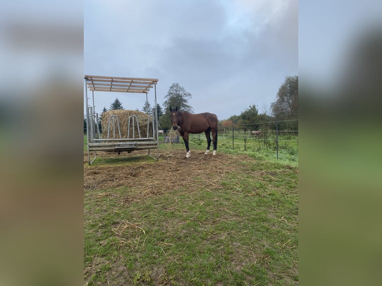Irish Thoroughbred Gelding 12 years 16 hh Brown in Essen (Oldenburg)