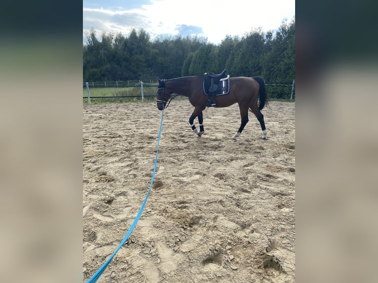 Irish Thoroughbred Gelding 12 years 16 hh Brown in Essen (Oldenburg)