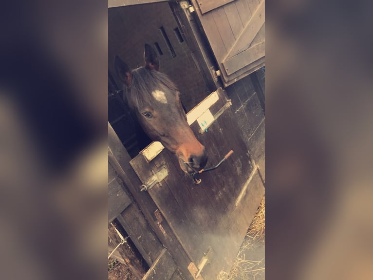 Irish Thoroughbred Gelding 12 years 16,2 hh Bay-Dark in Swisttal