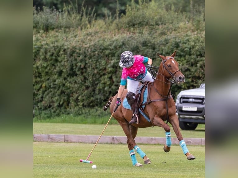 Irish Thoroughbred Gelding 12 years Chestnut in warwickshire